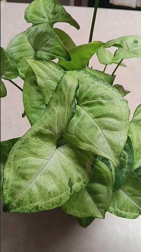arrowhead plant houseplant care tutorial #plants #gardening #garden #plant #gardens #planting
