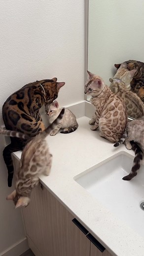 Snowy Adventures of Bengal Cats