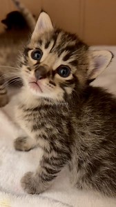 487K views · 23K reactions | Genesis and her 3 copy/paste kittens are doing GREAT! Mama is eating a lot and is very friendly. Everyone will be seeing the vet again tomorrow for a quick check up. Please get your pets fixed and adopt don’t shop, so more lives like these can be saved!#kittens #fosterkittens #fostercats #catfamily #catrescue #cutecats #tabbycats #tabbykittens #playfulkittens #fostercare #fosteringsaveslives #adoptdontshop | Erin Berger | Facebook