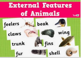 DESCRIBING ANIMALS