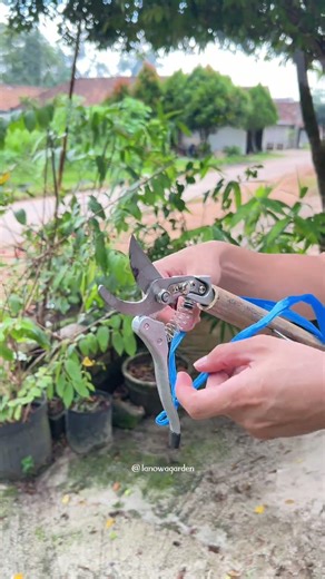 Alat Pemetik Buah & Pruning Ranting Praktis | Multifunction Fruit Picker & Tree Pruning Tool ‼️