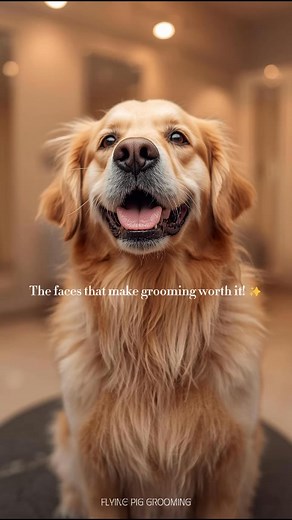 Just a little fluff to brighten your Saturday ✨ These faces are exactly why groomers do what they do and why we’re proud to create grooming tables, dryers, and tubs that keep the tails wagging (and help YOU do your best work). 🐾💛 👇 Tag a groomer who needs a smile today! #FlyingPigGrooming #GroomingEquipment #DogGroomingLife #PetGroomingTools #GroomersOfInstagram #FluffyDogReel #CorgiLove #GoldenRetrieverSmile #PetSalonAesthetic #DogGroomingCommunity | Flying Pig Grooming