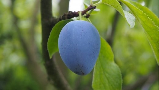 Italian Plum Trees: Varieties, Plant Guide & Ideal Care