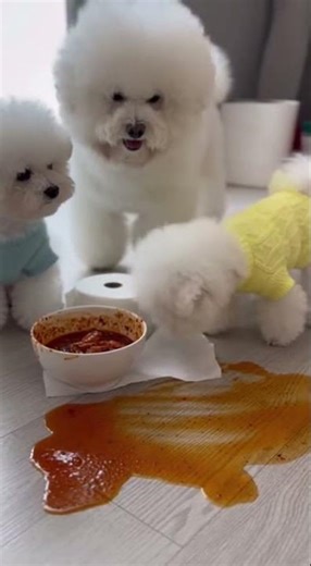 😂❤️ Little Bichon Helpers 🐾 Trying Their Best Fetch Fun #dogsoftiktok #bichonfrise #puppies