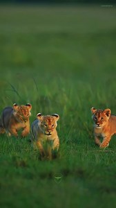 26K views · 257 reactions | Sharing some happy vibes from the wild ❤️ #wildlife #forest #life #fyp #viral #fbreels #rememberbd #facebookreels #facebookviral | Ｒｅｍｅｍｂｅｒ． | Facebook