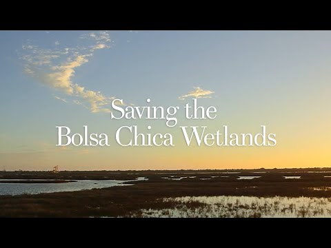"Saving the Bolsa Chica Wetlands" - Amigos de Bolsa Chica Documentary Film