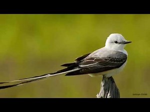 Scissor-tailed Flycatcher