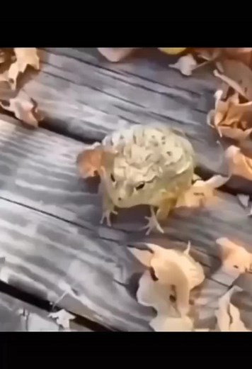 Risas y saltos de ranas: memes divertidos