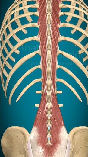 "Multifidus Muscles Movement | 3D Anatomy of Spine Extension"