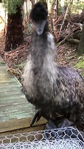 Why do we love our Emus so much? Because of this! They're so wierd, nosey, inquisitive, affectionate, and, they're ALWAYS in the way! 😅 But, we wouldn't have it any other way ❤️ | Warrawong Wildlife Sanctuary