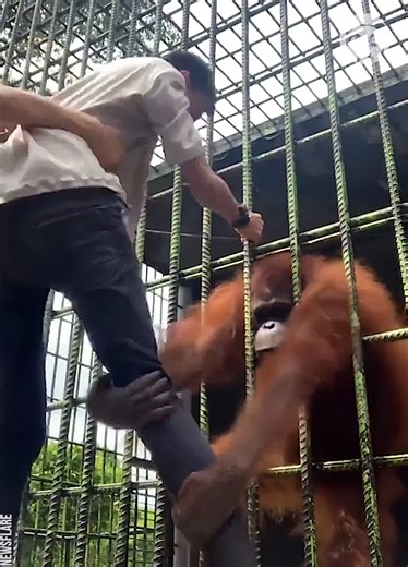 2.5M views · 12K reactions | Orangutan attacks zoo visitor that crossed safety distance barrier | Bored Panda Animals | Facebook
