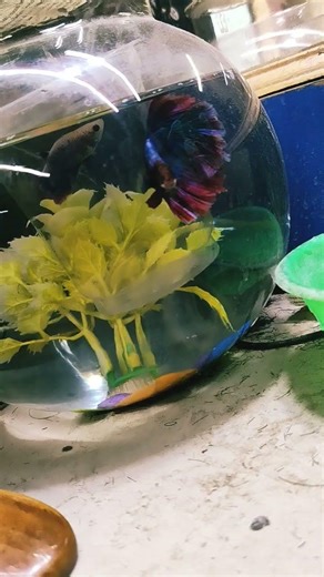 fighter fish breeding#fish