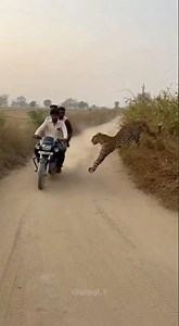 ''Leopard Attacks Triple-Seat Motorcycle in India — Terrifying Road Encounter Caught on Camera''