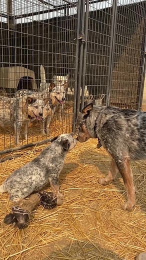 Meeting Apollo: The Day Moon Met the Blue Heeler Puppy