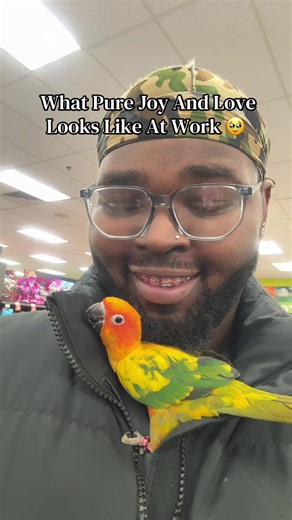 Adopting a Beautiful Bird: A New Companion Journey