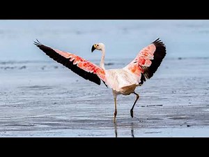 Flamingo dos andes (Andean Flamingo)