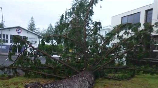 Tree down at Mermaid Beach