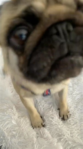 11K views · 983 reactions | WHAT DO PUGS EAT Pangpang the Pug is one healthy eating dog #pugdog #pugs #dog #dogsoffacebook #PetsofFacebook #cute #dogs #shorts #funny #trending | Pangpangthepug | Facebook