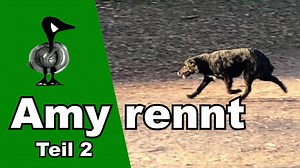 17K views · 598 reactions | Amy rennt (Teil 2) - Amys Rettung Nach...
