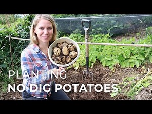 Planting Early Potatoes the No-Dig Way