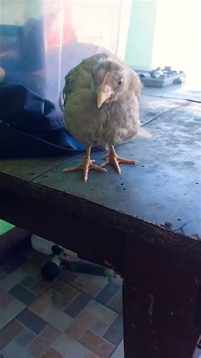 22 de noviembre de 2025