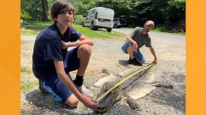 7-foot alligator caught, killed in the Chesapeake Bay