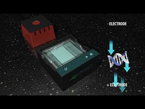 Gel Electrophoresis | NCBioNetwork.org