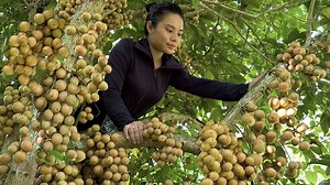 Harvest natural fruit to go to the market to sell - Cooking - Khuong Thi Hoai. | Viral Visit
