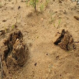 Big fish swallowing mudeel. Underground monster fish vs eel | Love Animals