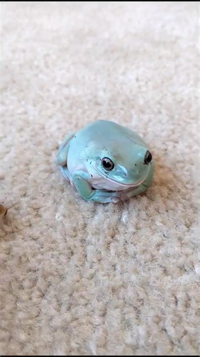 rip roach #boss #frog #knockout #phrog