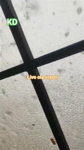 live ola vrast in our area