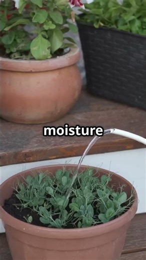 6 Genius Hacks for a Thriving Indoor Herb Garden on a Budget #containergardeningtips