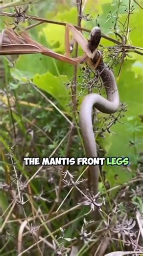 Praying Mantis vs Snake: A Survival Encounter