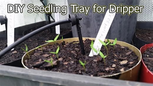 DIY seedling trays: Repurpose plastic pots & save big on gardening!