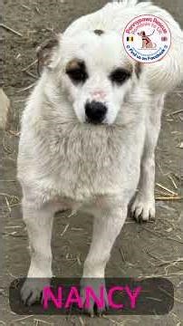 Affectionate loving girl Nancy just wants to find a loving home in the UK. She is a lovely girl xx