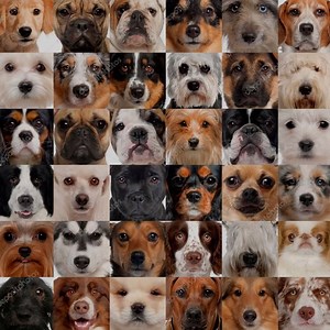 3.2K views · 31 reactions | Why settle? Matching matters at www.howimetmydog.com #adoptdontshop | How I Met My Dog | Facebook