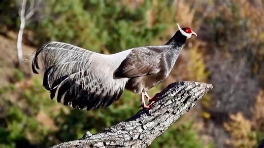 Population of brown-eared pheasants grows steadily in N China