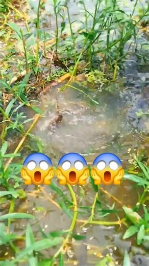You won’t believe what was hiding in the grass! 😱🐟 Traditional fishing #shorts
