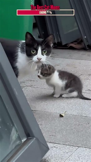 The Best Cat Moms | Algorithm Cleanse