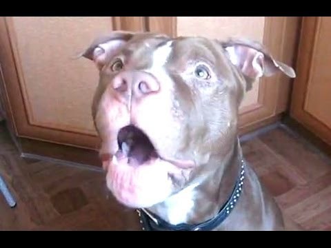 Funny Talking Dogs Compilation 2014 - Talking Dog Videos