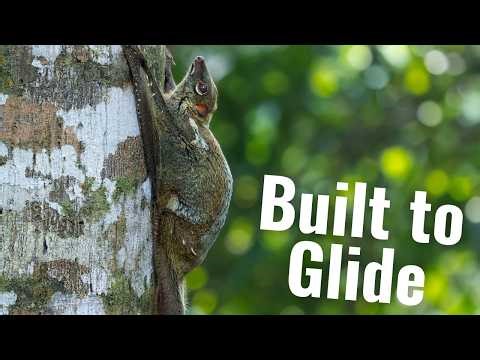 Colugos | Closer to Us Than You Think