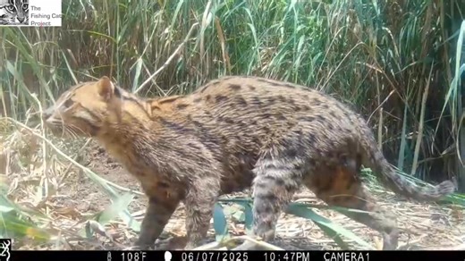 Moment caught on camera! This camera trap footage is from a wetland in eastern India where our partner, The Fishing Cat Project (TFCP) works. TFCP is the world's longest running research and conservation program dedicated to the Fishing Cat. Fishing Cats are top predators of wetland ecosystems and live in the major river basins of South and Southeast Asia. They represent healthy natural fisheries and intact wetland ecosystems that protect us from the vagaries of climate change, protects our food
