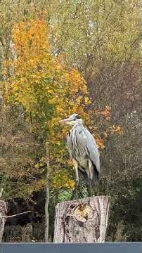 The Springs Holiday Park 🥰