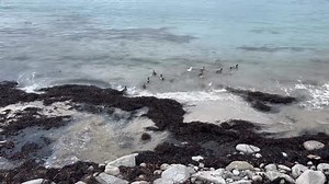 🦆 🦆 🦆 - 🦆 | The Isles of Scilly