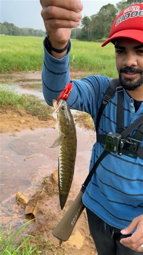 Did you see the little Varal that jumped into our frog 🤩🤩 #fishing #snakehead #snakeheadfishing #...