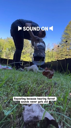 47K views · 6.9K reactions | A little repost of happy ferret sounds to brighten your day ❤️ . . . . . #ferrets #ferretlife #cuteferret #asmr #happypets #animalsounds #huron #ferretbaby #spreadjoy #thingsthatmakemesmile | Ferrettails | Facebook