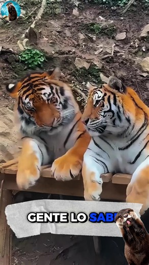 Todas las especies funcionan igual alparecer #fauna #animales #animals #curiosidades #fyp #curiosities #tigre