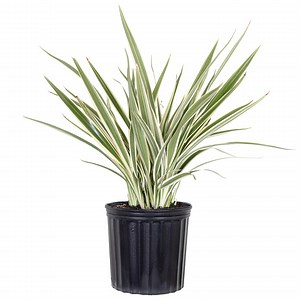 Variegated Flax Lily | Dianella Tasmanica | Ships in 10-inch Grower Pot | 14–18 Inches Tall | Sun-loving Landscape Plant - Etsy