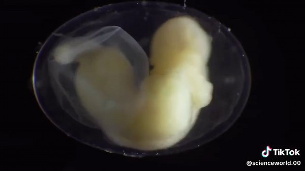 What do you know about this process?#learners #fypシ゚viral🖤tiktok #LearnOnTikTok #lifefacts #biologylovers❤️ #scienceanimations