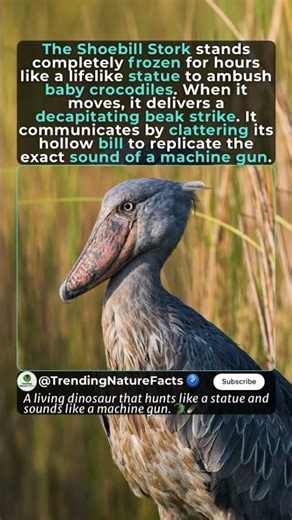 This Ancient Bird Sounds Like A Machine Gun 🦖💀